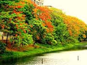 tree